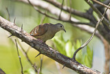 Image. Ruddy Ground Dove