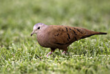 Image. Ruddy Ground Dove