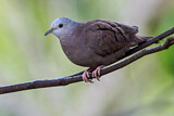 Image. Ruddy Ground Dove