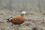 Image. Ruddy Shelduck