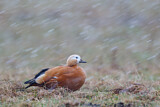 Image. Ruddy Shelduck