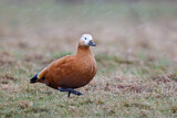 Image. Ruddy Shelduck