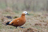 Image. Ruddy Shelduck