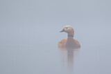 Image. Ruddy Shelduck