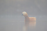 Image. Ruddy Shelduck