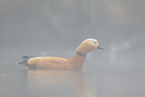 Image. Ruddy Shelduck