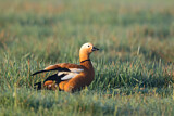 Image. Ruddy Shelduck