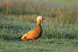 Image. Ruddy Shelduck