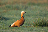 Image. Ruddy Shelduck