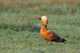 Image. Ruddy Shelduck