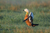 Image. Ruddy Shelduck