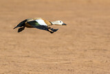 Image. Ruddy Shelduck