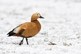 Image. Ruddy Shelduck