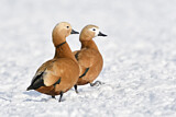 Image. Ruddy Shelduck