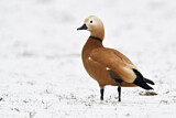 Image. Ruddy Shelduck