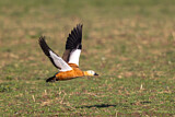 Image. Ruddy Shelduck