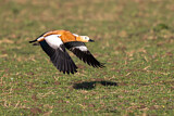Image. Ruddy Shelduck