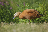 Image. Ruddy Shelduck