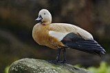 Image. Ruddy Shelduck