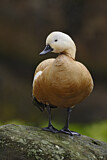 Image. Ruddy Shelduck