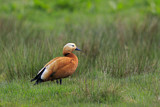 Image. Ruddy Shelduck