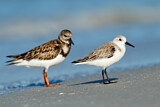 Image. Ruddy Turnstone & Sanderling