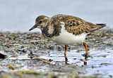 Image. Ruddy Turnstone