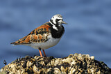 Image. Ruddy Turnstone