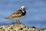 Image. Ruddy Turnstone