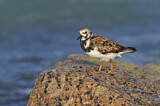 Image. Ruddy Turnstone