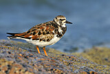Image. Ruddy Turnstone