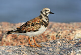 Image. Ruddy Turnstone
