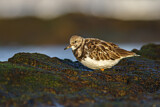 Image. Ruddy Turnstone