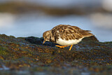 Image. Ruddy Turnstone