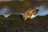Image. Ruddy Turnstone