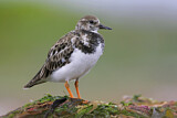 Image. Ruddy Turnstone