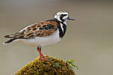 Image. Ruddy Turnstone