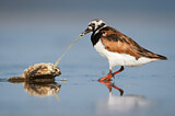Image. Ruddy Turnstone