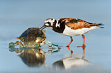 Image. Ruddy Turnstone