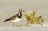 Image. Ruddy Turnstone