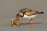 Image. Ruddy Turnstone