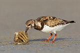 Image. Ruddy Turnstone