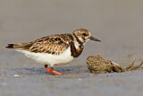 Image. Ruddy Turnstone