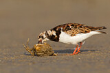 Image. Ruddy Turnstone