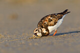 Image. Ruddy Turnstone