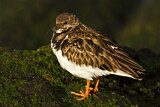 Image. Ruddy Turnstone