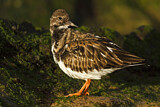 Image. Ruddy Turnstone