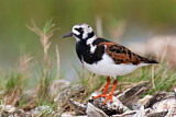 Image. Ruddy Turnstone
