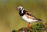 Image. Ruddy Turnstone