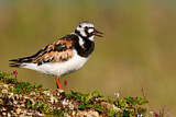 Image. Ruddy Turnstone